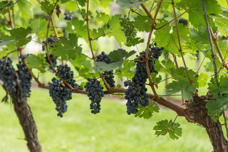 茂盛成熟的深色红酒葡萄在藤蔓上准备收割