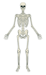 人类的骨架图形