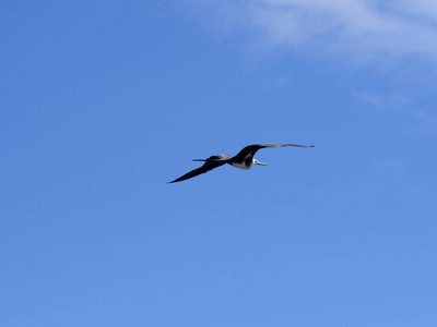 飞越壮丽的 frigatebird, Fregata magnificens, 北西摩, 加拉帕戈斯群岛, 厄瓜多尔