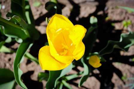 美丽的黄色郁金香花。照片适合花卉和植物的故事