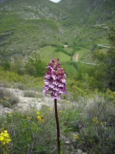 粉红色兰花花, 紫色斑纹。法国 Drome 河谷布尔多村附近的一个山谷背景