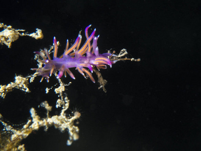 小 nudibranch, Flabellina 慈