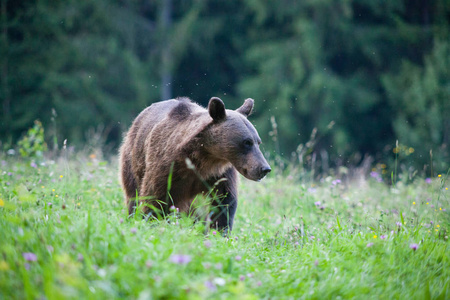 棕色的熊，在其自然栖息地