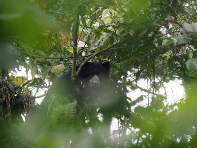 眼镜熊, Tremarctos ornatus, 是喂食在山上的树在 Maquipucuna, 厄瓜多尔的雾森林