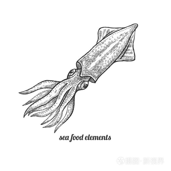 白色背景上的孤立图像鱿鱼.插画-正版商用图片0shjsh-摄图新视界