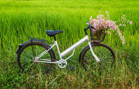 稻田里的自行车