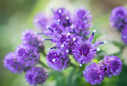 野紫色的花。