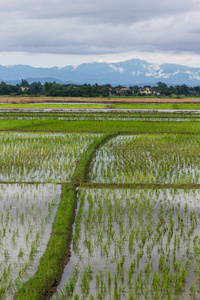 泰国北部清迈的山脊和稻田