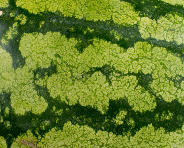 凉拌西瓜皮图片