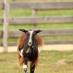 家羊图片