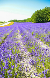 美丽的 荷兰 自然 开花 领域 农场 花的 美女 草药 植物区系