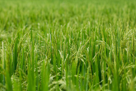 长叶片钢锯图片