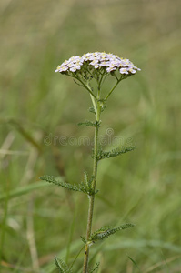 蓍草花