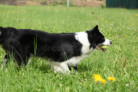 边境牧羊犬奔跑