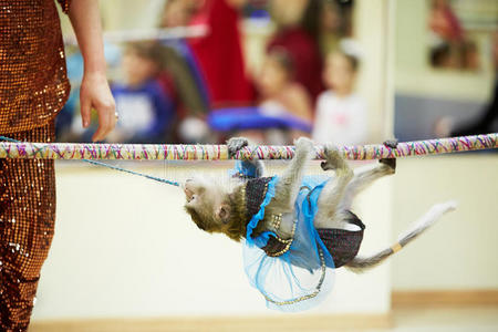 小猴用绳子爬