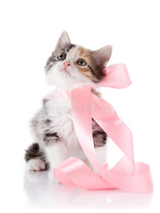 粉色带子的多猫