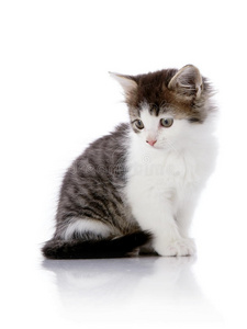 西小猫图片-西小猫素材-西小猫插画-摄图新视界