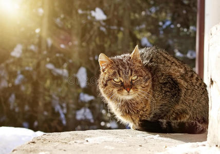 冬天猫坐在门廊上图片