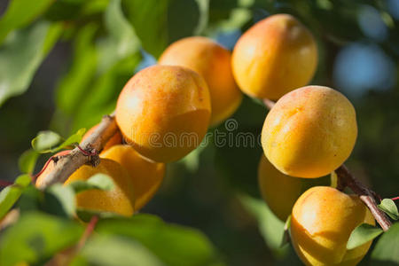 树上的杏子。