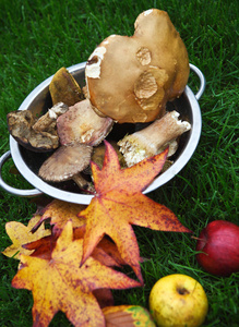 秋天的枫叶蘑菇和苹果