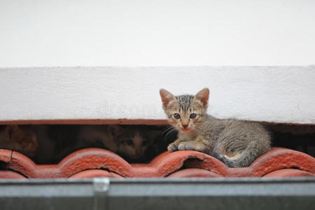 屋顶上的小猫图片