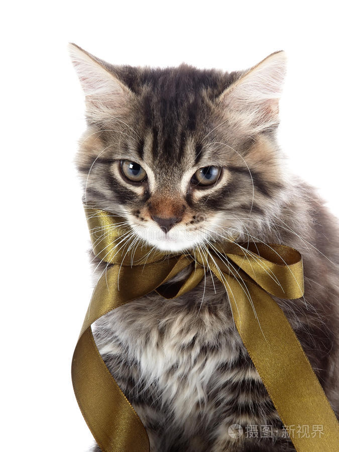带带子的条纹猫的肖像