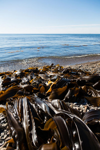 海带养殖海带在海边照片