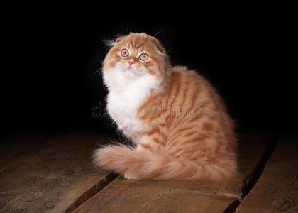 木结构桌上的红色高原猫咪