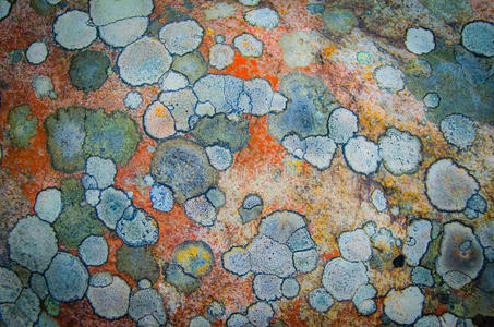 石头上的苔藓图案