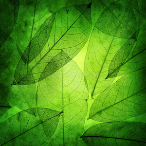 绿叶复古背景照片