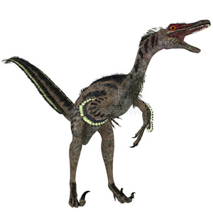 白色的velociraptor