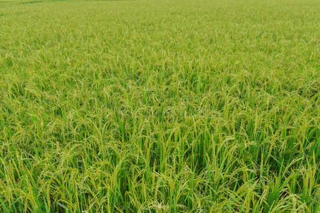 稻田背景景观。