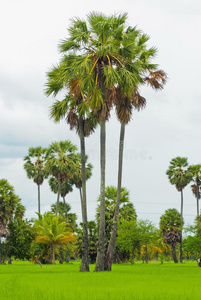 绿色稻田上的棕榈树