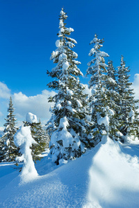 冬季山地冷杉林景观