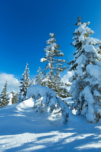 冬季山地冷杉林景观