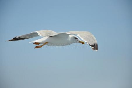 飞翔的海鸥