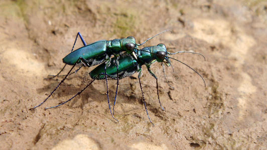 虎甲虫虫昆虫虎甲虫 maiting 虎甲虫特写虎甲虫在沙滩上虎甲虫昆虫