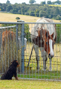 好奇的马在看邻居的小狗图片