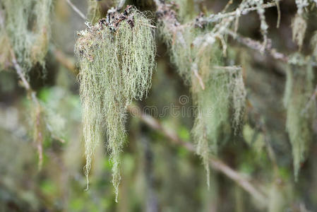 胡须苔藓