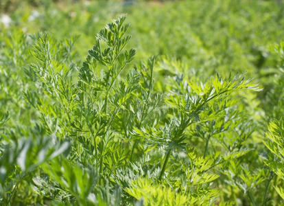 胡萝卜植物特写