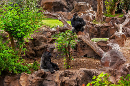 特内里夫金丝雀公园里的大猩猩猴子