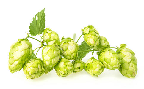 苦啤酒花图片-苦啤酒花素材-苦啤酒花插画-摄图新视界