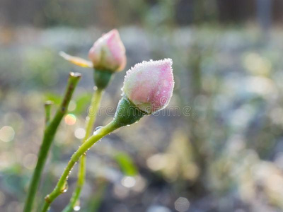 霜霜玫瑰花蕾