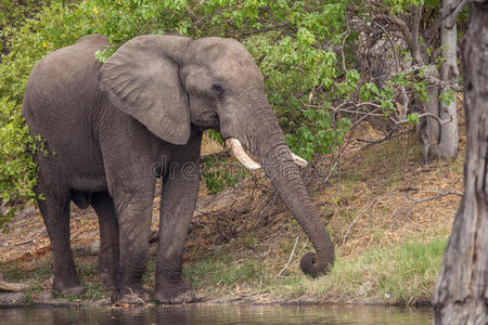 巨大的雄性非洲象