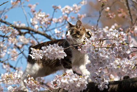 花猫