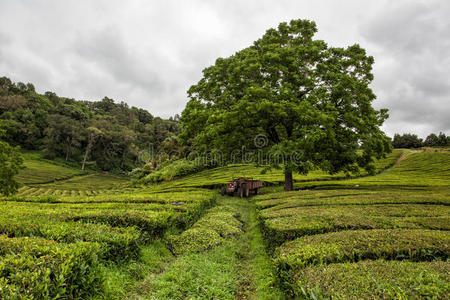 亚速尔群岛茶园