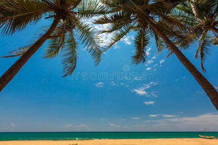 斯里兰卡热带海岸的棕榈树