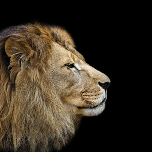 侧面的狮子狮子头侧面照片