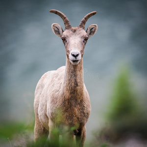 落基山大角羊ovis canadensis