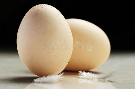 食物 鸡蛋 营养 颜色 生活 羽毛 自然 形象 物体 椭圆